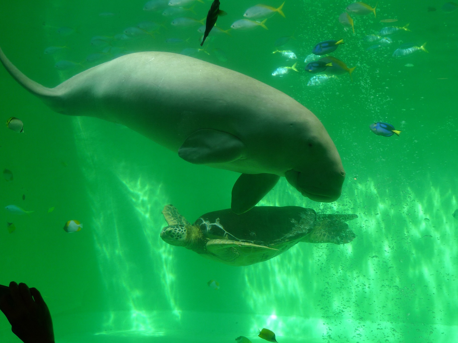 Dugong : Animal That Inspired Mermaid Tales Becomes Extinct!
