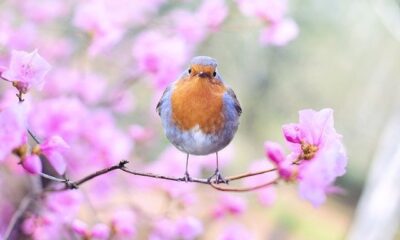 NATURE ANIMAL SPRING BIRD
